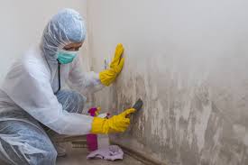 Professional Mold Removal & Remediation in Paradise Valley, AZ